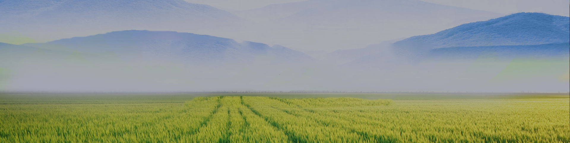 野谷集團網站|一網天行-網站建設小程序APP系統(tǒng)軟件開發(fā)公司