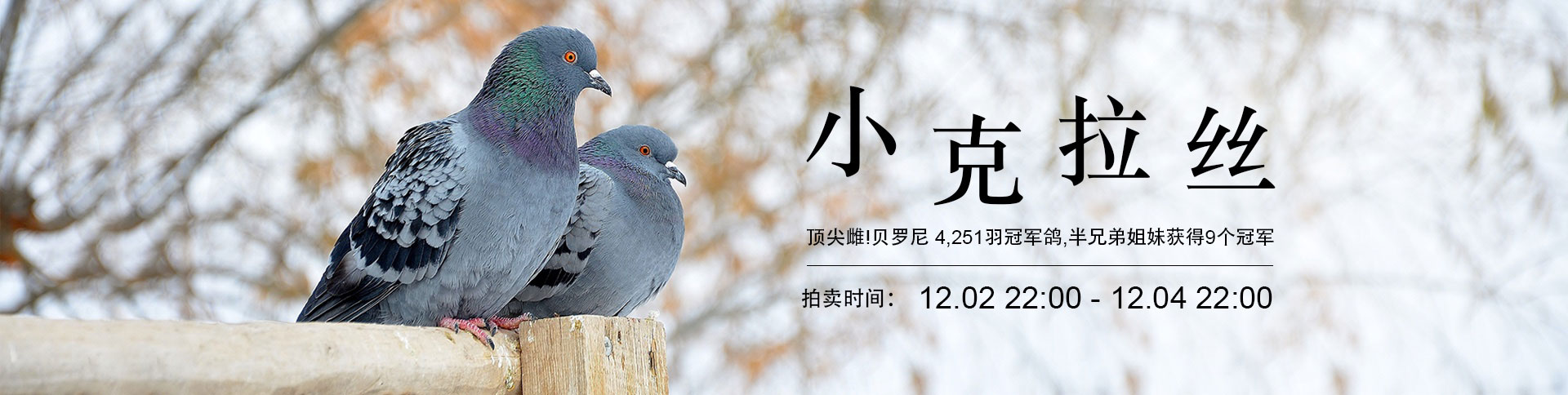 鴿天下-在線拍賣電商平臺|一網(wǎng)天行-網(wǎng)站建設小程序APP系統(tǒng)軟件開發(fā)公司